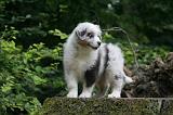BERGER AUSTRALIEN PUPPIES 842